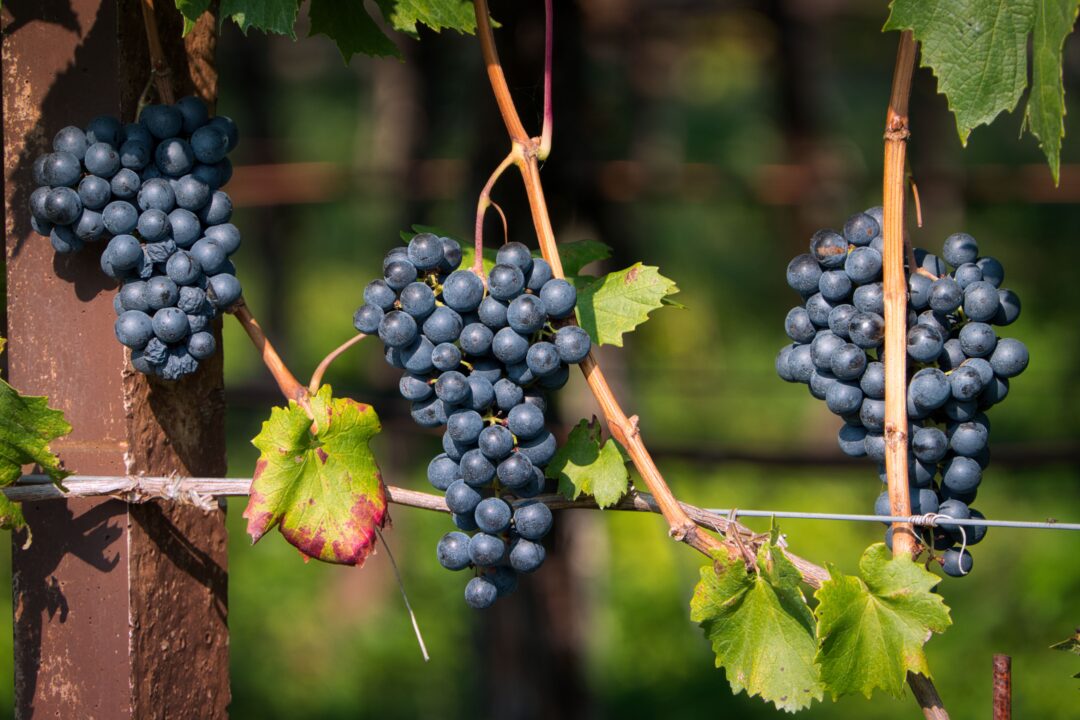 pexels-photo-25724454-25724454 Ripe red grape bunches hang on vines in Schenna, Trentino-Südtirol, Italy.